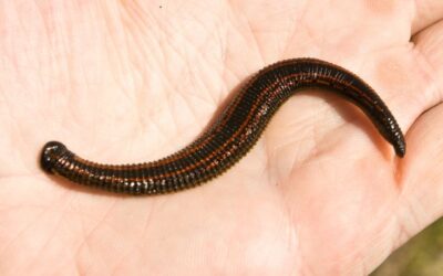 Die Blutegel Therapie