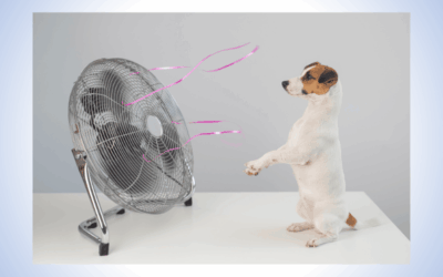 Bewegung bei Hitze – was dein Tier jetzt wirklich braucht