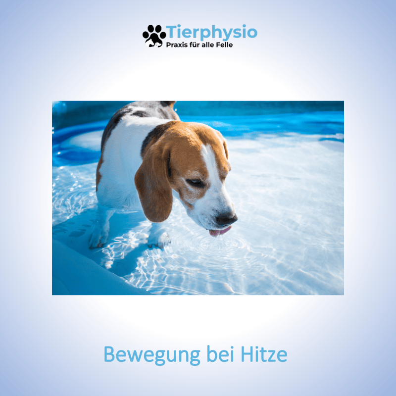 Heike Rettkowski für alle felle Tierphysiotherapie