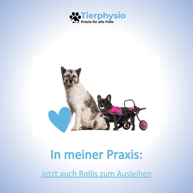 Tierphysio Heike Rettkowski Villingen Schwenningen