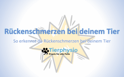 So erkennst du Rückenschmerzen bei deinem Tier