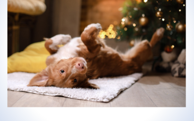 Augen auf in der Weihnachtszeit!