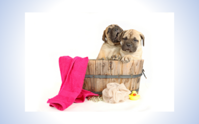 Fell & Physio – warum Fellpflege mehr mit Gesundheit zu tun hat, als viele denken