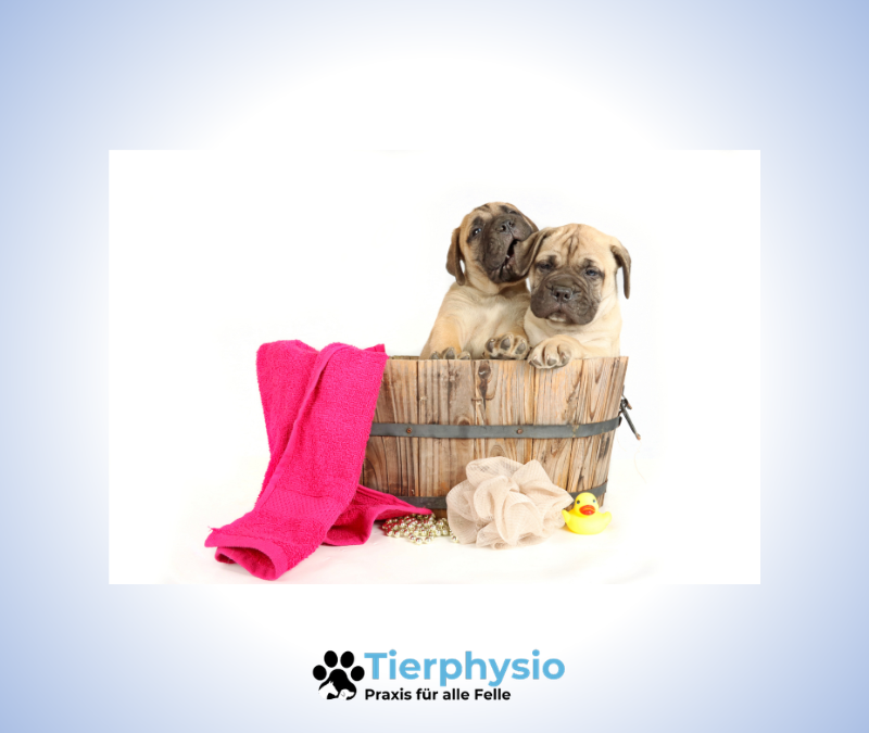 Fell & Physio – warum Fellpflege mehr mit Gesundheit zu tun hat, als viele denken